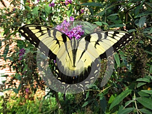 Swallowtail Butterfly in the Summer Garden in September