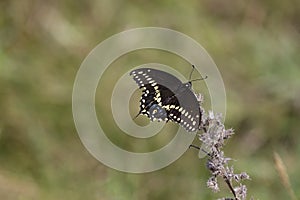 Swallowtail Butterfly on a twig with spread wings.