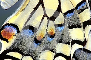 Swallowtail Butterfly wing, Up close photo
