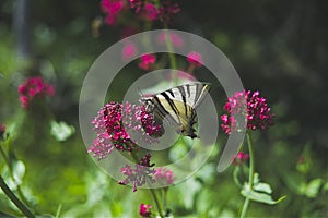 Swallowtail Butterfly wings on  of Alyssum flowers