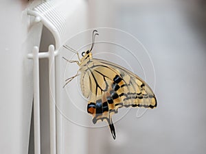 Swallowtail butterfly in the Yamagata Prefecture.