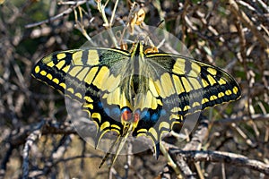 Swallowtail Butterfly, Yellow blue and red. Close up