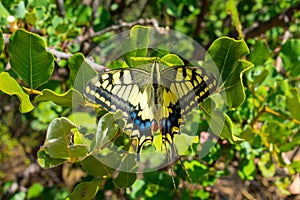 Swallowtail Butterfly, Yellow blue and red. Close up