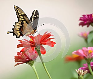 Swallowtail Butterfly on a Zenia photo