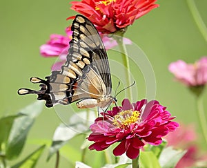Swallowtail Butterfly on a Zenia photo