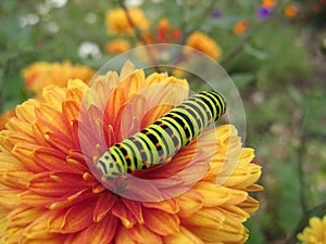 Swallowtail caterpillar