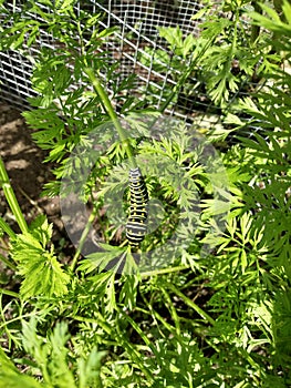 Swallowtail caterpillar in Garden