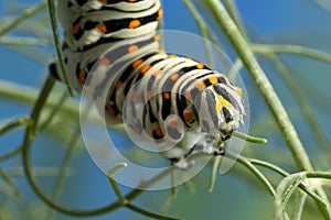 Swallowtail Caterpillar macro photo