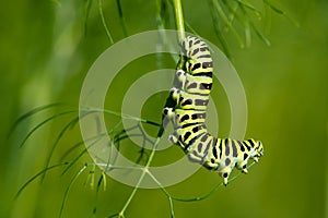 The Swallowtail Caterpillar (Papilio machaon)