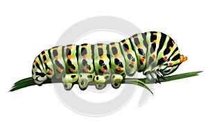 Swallowtail caterpillar, Papilionidae