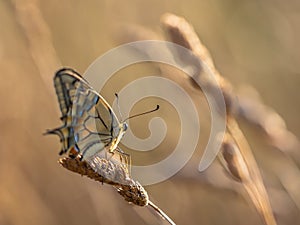 Swallowtail (Papilio machaon) resting on Grass Ear in the Morning Light photo