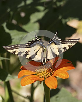 Swallowtail Frontal View