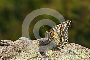 The swallowtail is a diurnal butterfly from the family of sailboats or Cavaliers. photo