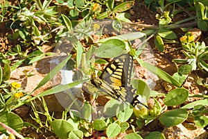 Swallowtail Papilio machaon