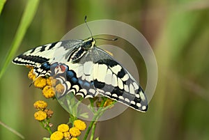 Swallowtail (Papilio Machaon)