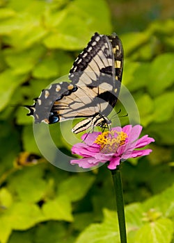 Swallowtail (Papilio Machaon) photo