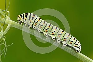 Swallowtail (Papilio Machaon) Caterpillar macro photo.