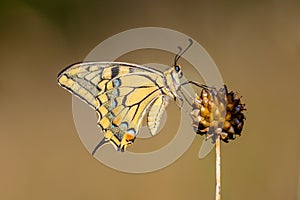 Swallowtail (Papilio machaon) resting on Allium Plant in the Morning Light photo