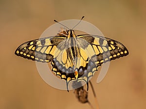 Swallowtail (Papilio machaon) Warming up in the Morning Light wi photo