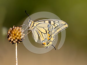 Swallowtail resting in the Morning Light photo