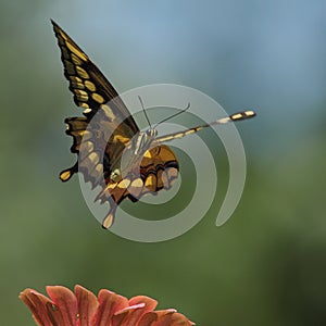 Swallowtail Rising (Texas Giant)