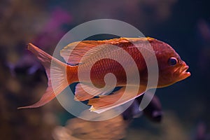 Swallowtail seaperch Anthias anthias