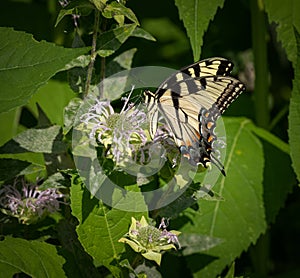 Swallowtail showing a set of beautiful wings as it feeds.