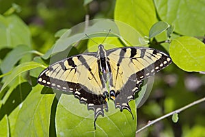 Swallowtail Tiger Butterfly