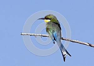Swallowtailed Bee-eater - Botswana