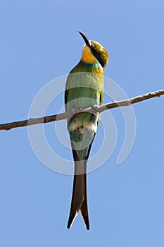 Swallowtailed Bee-Eater - Namibia