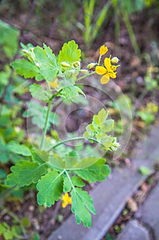 Swallowwort Chelidonium majus