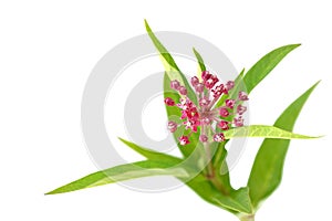 Swam Milkweed Flowers