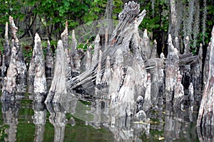 Swamp