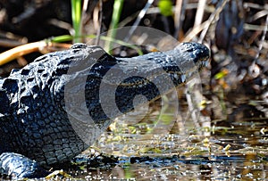 In the Swamp