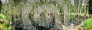 Swamp