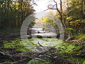 Swamp photo
