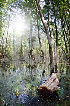 Swamp