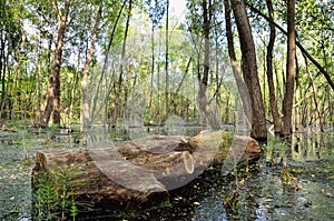 Swamp