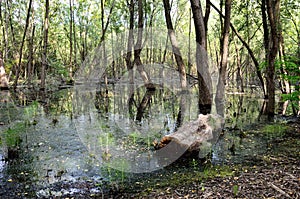 Swamp