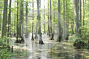 Swamp