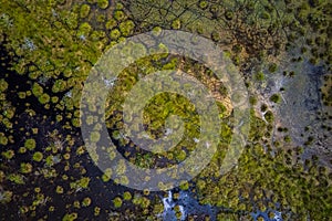 The swamp aerial photography