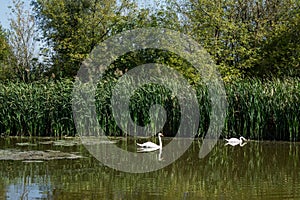 Swamp area Imperial Pond, Carska bara, Serbia. Large natural habitat for rare birds and other species