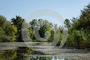 Swamp area Imperial Pond, Carska bara, Serbia. Large natural habitat for rare birds and other species