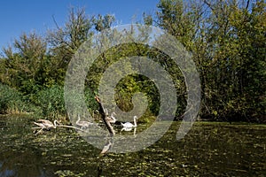 Swamp area Imperial Pond, Carska bara, Serbia. Large natural habitat for rare birds and other species