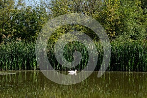 Swamp area Imperial Pond, Carska bara, Serbia. Large natural habitat for rare birds and other species photo