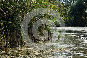 Swamp area Imperial Pond, Carska bara, Serbia. Large natural habitat for rare birds and other species photo