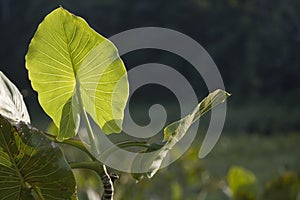 Swamp aroid (Montrichardia arborescens) Ecuador