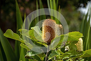 Swamp banksia cones (banksia robur) in afternoon sunshine