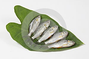 Swamp barb or Puthi of Bangladesh on arum leaf in studio. The swamp barb or chola barb, Puntius chola, is a tropical freshwater