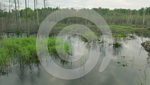 Swamp beautiful river tropical jungle aerial green forest travel water